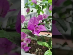 316 Kabels van roestvrij staal Balkon Onzichtbaar rooster met een laadvermogen van 100 kg